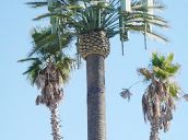 CỘT ANTEN THÂN THIỆN